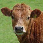 cow, steer, cattle, farm, beef, agriculture, bovine, brown, livestock, rural, green farm, green cow, cow, cow, cow, cow, cow, cattle